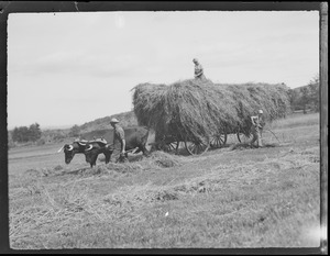 Hay being loaded onto oxen cart in N.H