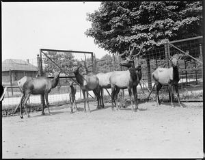 Elk - mother and young - Franklin Park Zoo