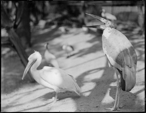 Storks at Franklin Park Zoo