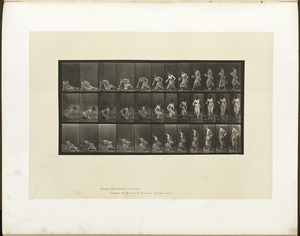 Animal locomotion. Plate 248