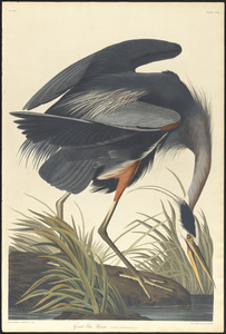 Great blue heron Ardea herodias. Male c.1 v.3 plate 211
