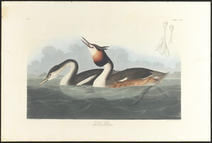 Crested grebe Podiceps cristatus, Lath. Adult male spring plumage, 1. Young first winter, 2. c.1 v.3 plate 292